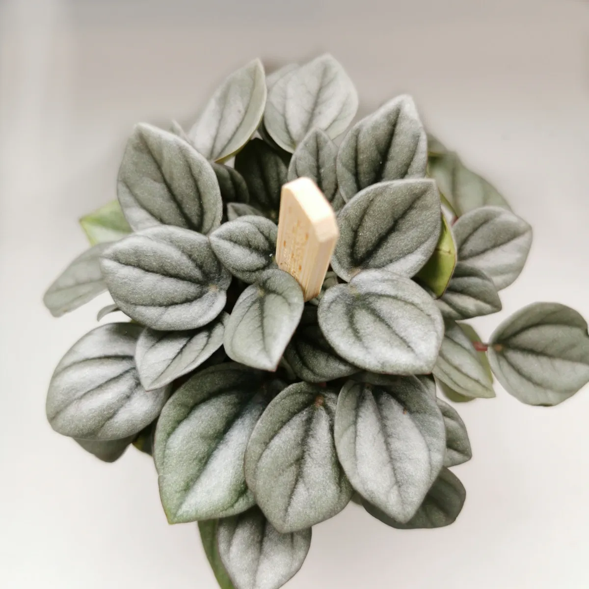 peperomia - sobna biljka - slika 5