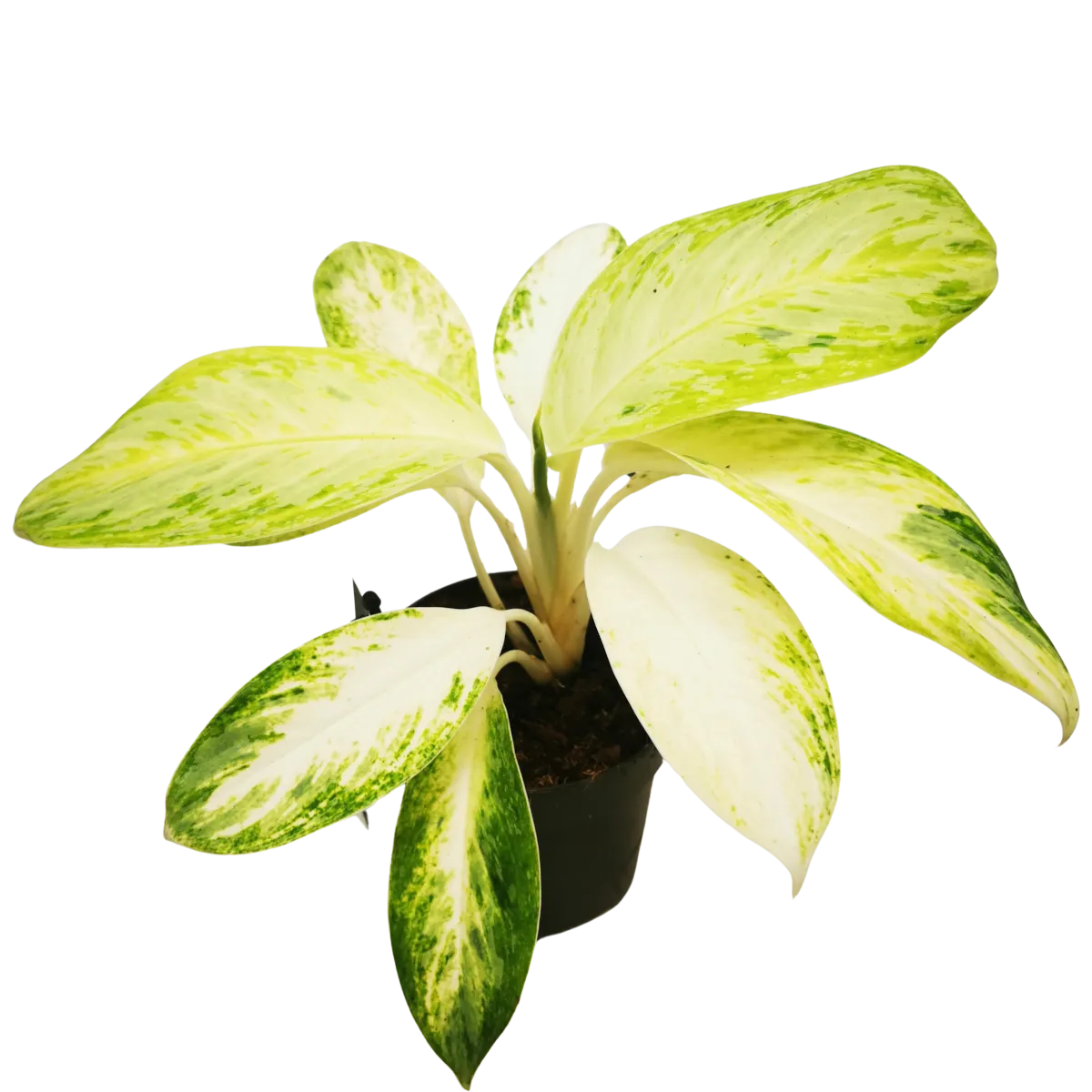 aglaonema “artic lime” - slika 2