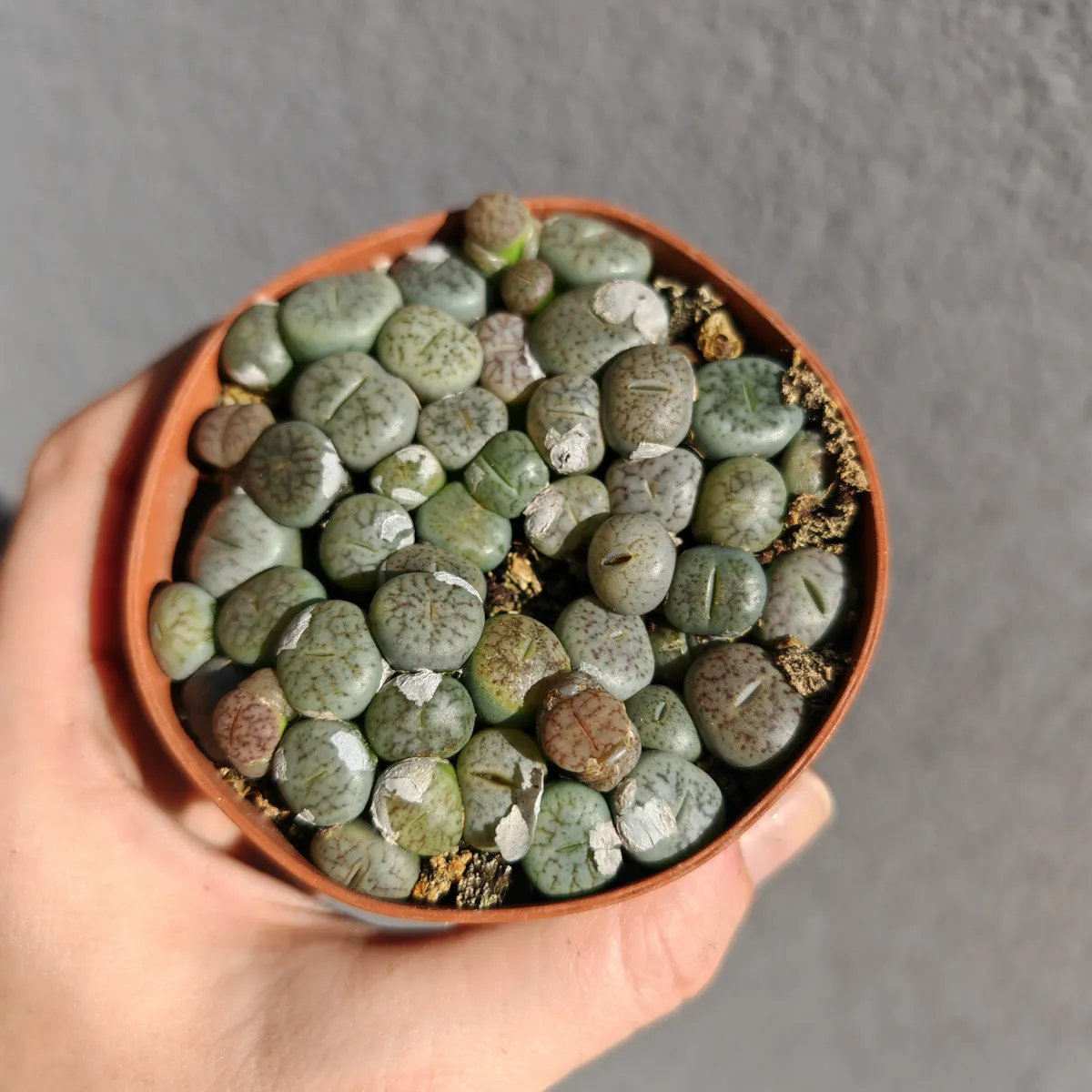 lithops species - slika 10