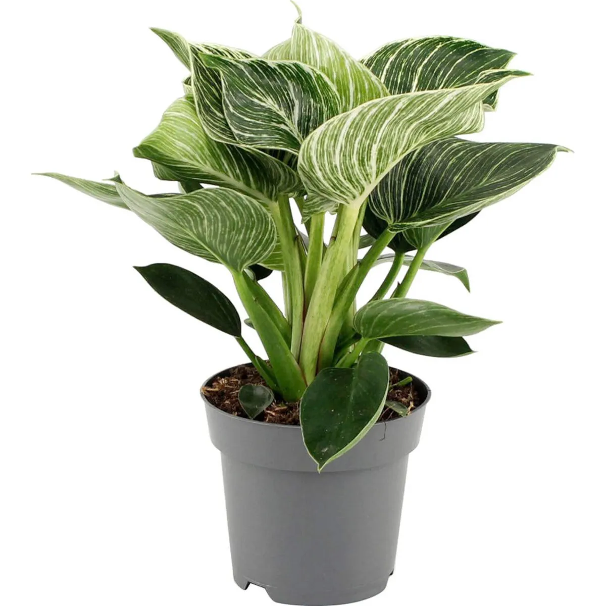 PHILODENDRON “White wave” - Brestovac