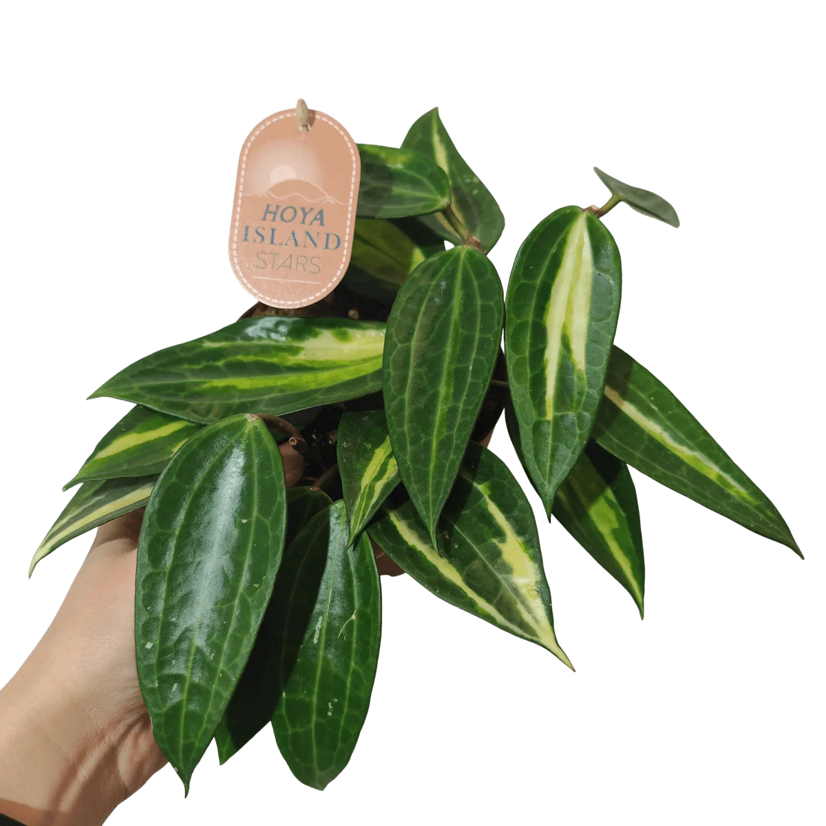 hoya “pot of gold” - slika 4