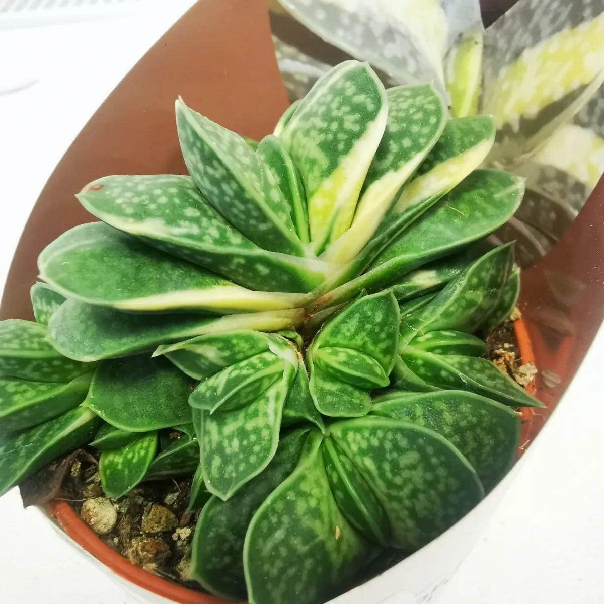 gasteria “verrucosa variegata” - slika 3
