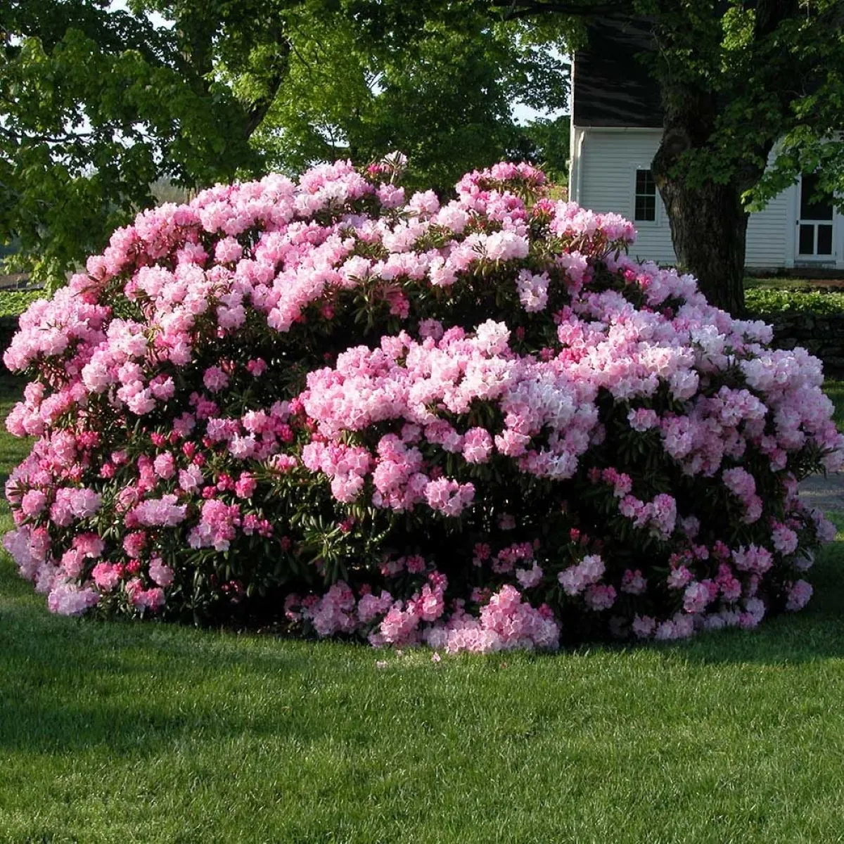 rhododendron “anah kruschke” - slika 2
