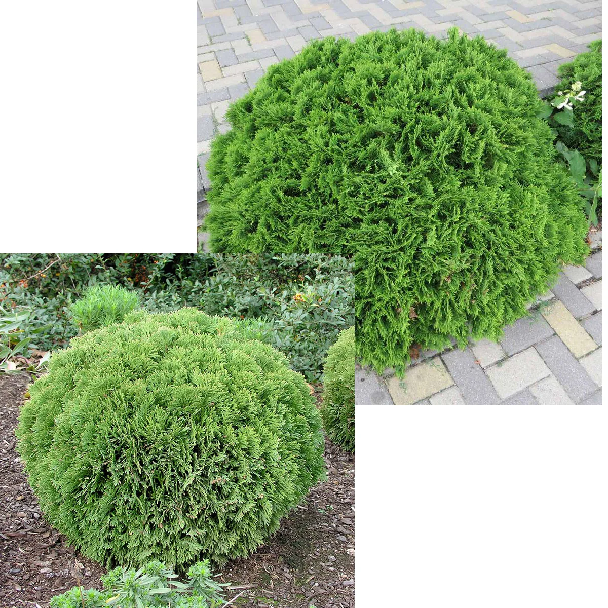 thuja occ. “danica” - slika 3