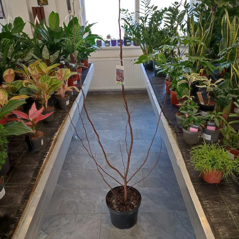 cercis siliquastrum /judino drvo - slika 2