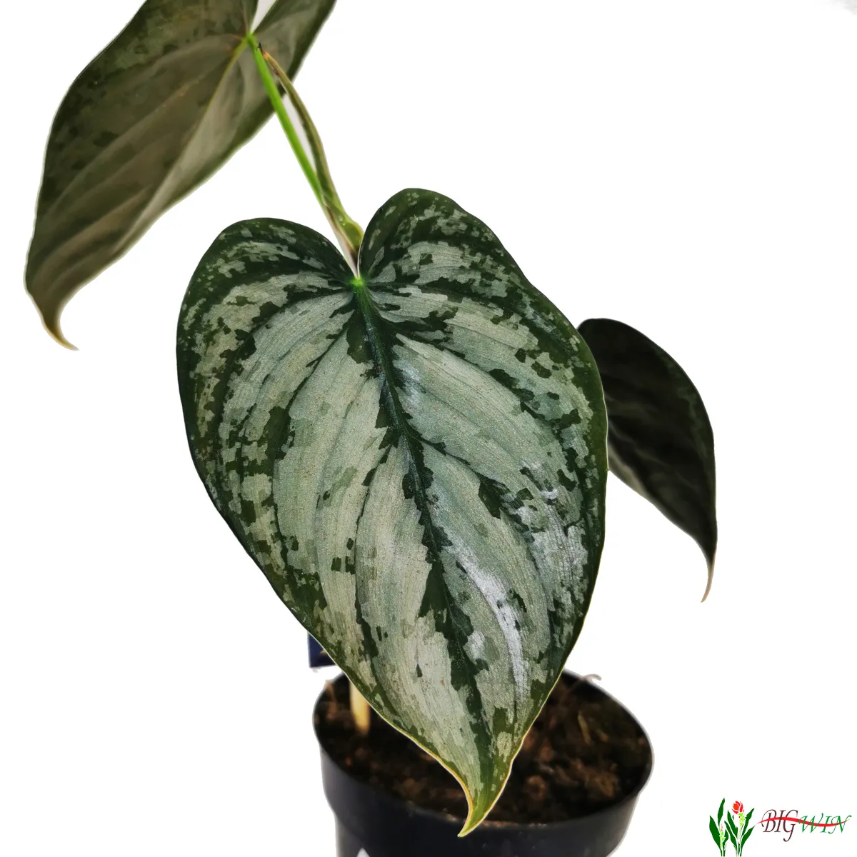philodendron “brandtianum” - slika 4