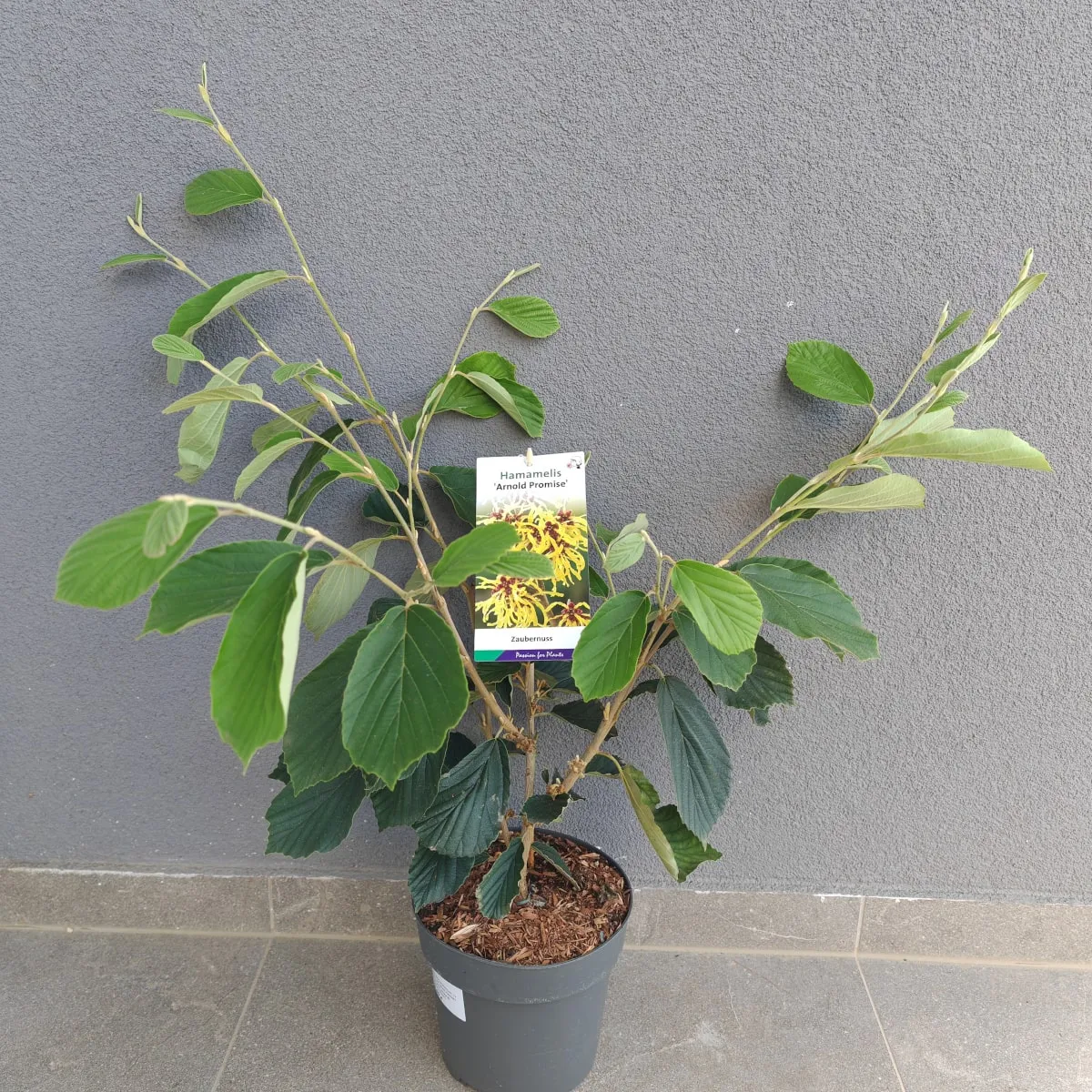 hamamelis int. “arnold promise” - slika 5