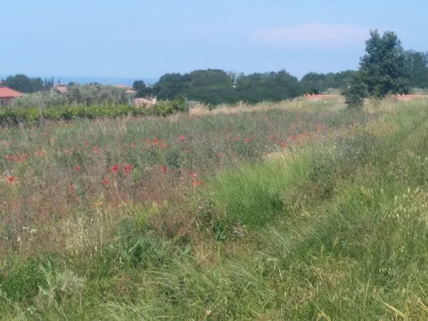 kaštelir-građevinska parcela na prodaji - slika 2