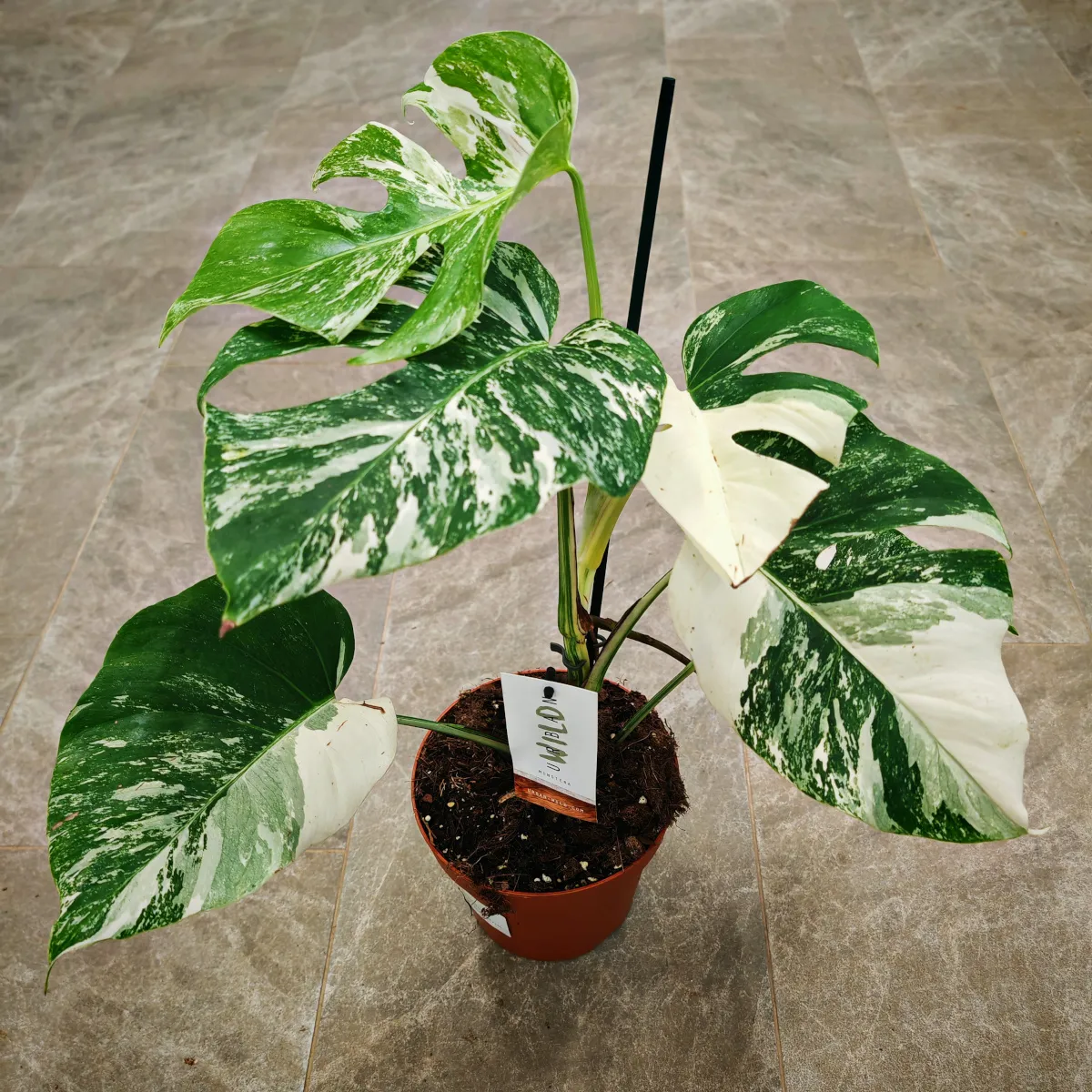 monstera d. albo variegata - slika 3