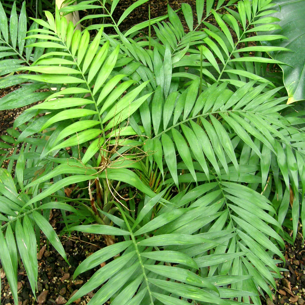 chamaedorea elegans - slika 4
