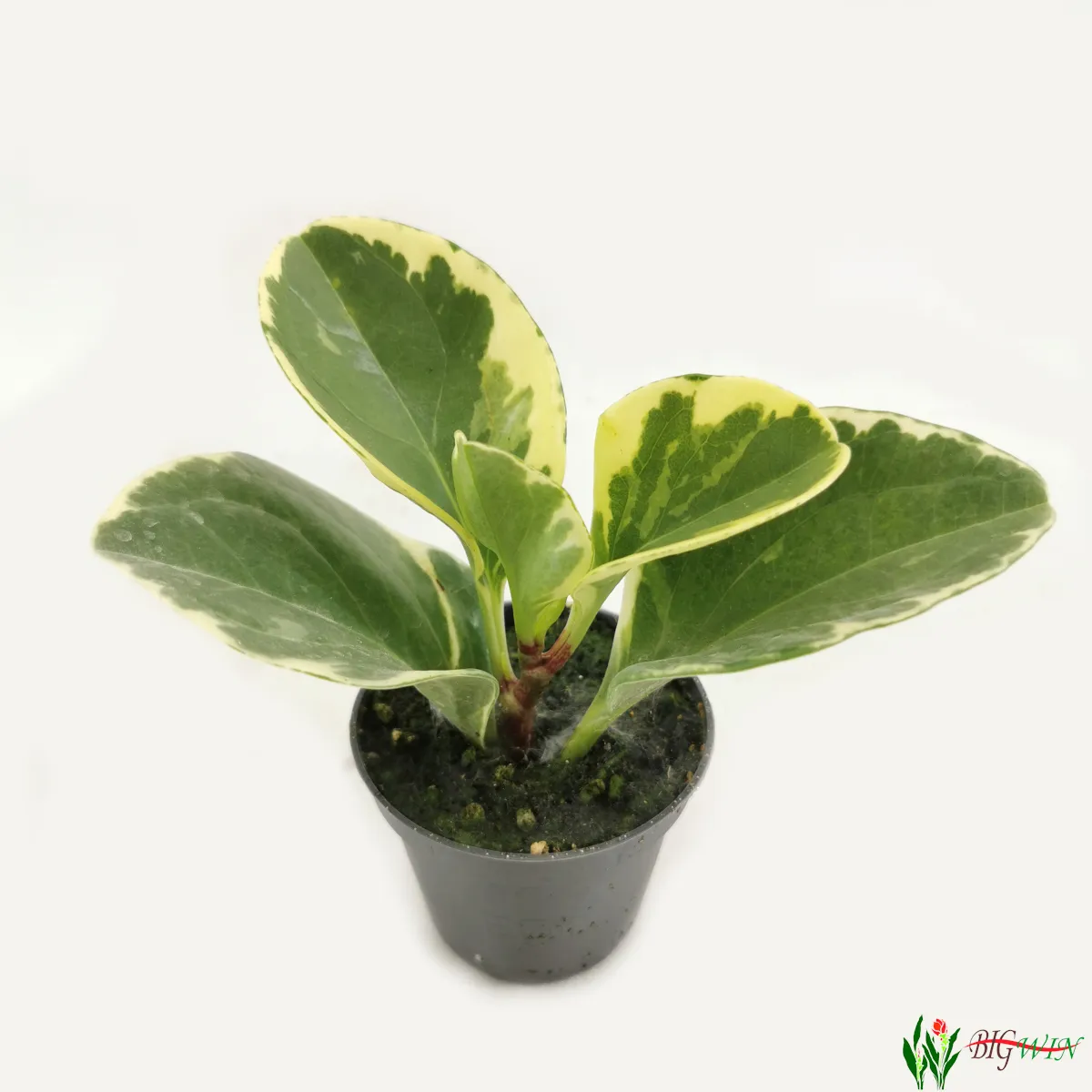 peperomia - sobna biljka - slika 8