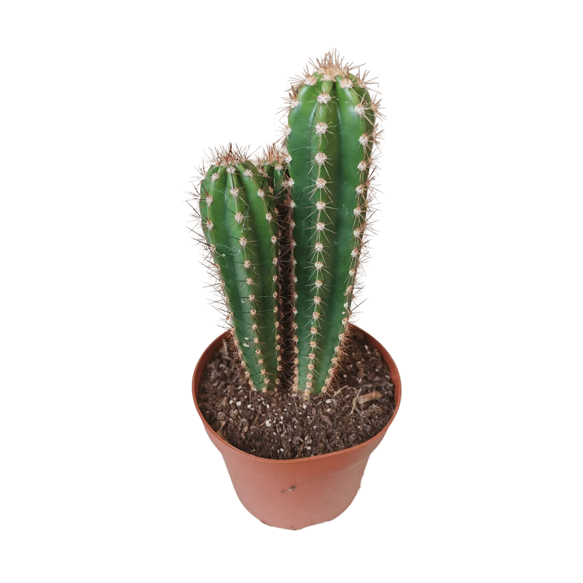 cactus mix - slika 6