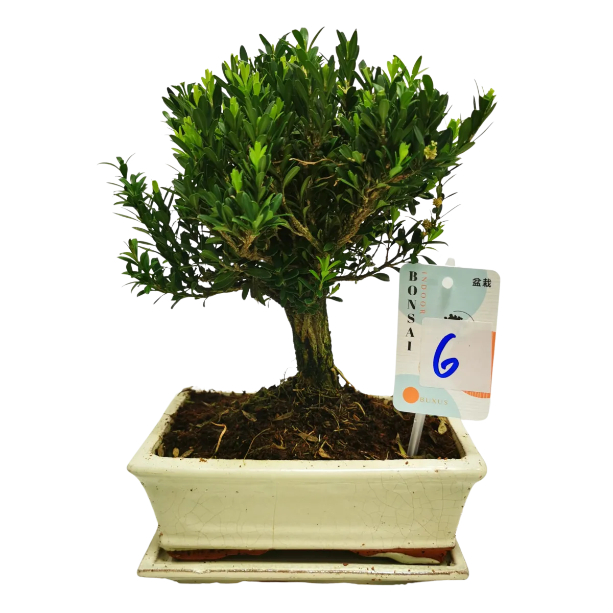 bonsai vanjski “buxus” - slika 2