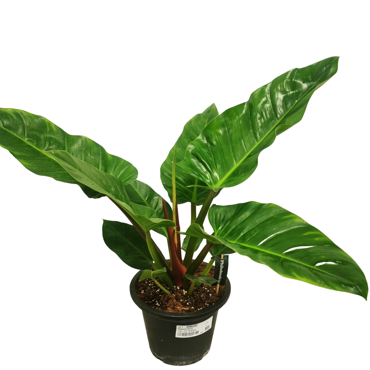philodendron “melinonii” - slika 3