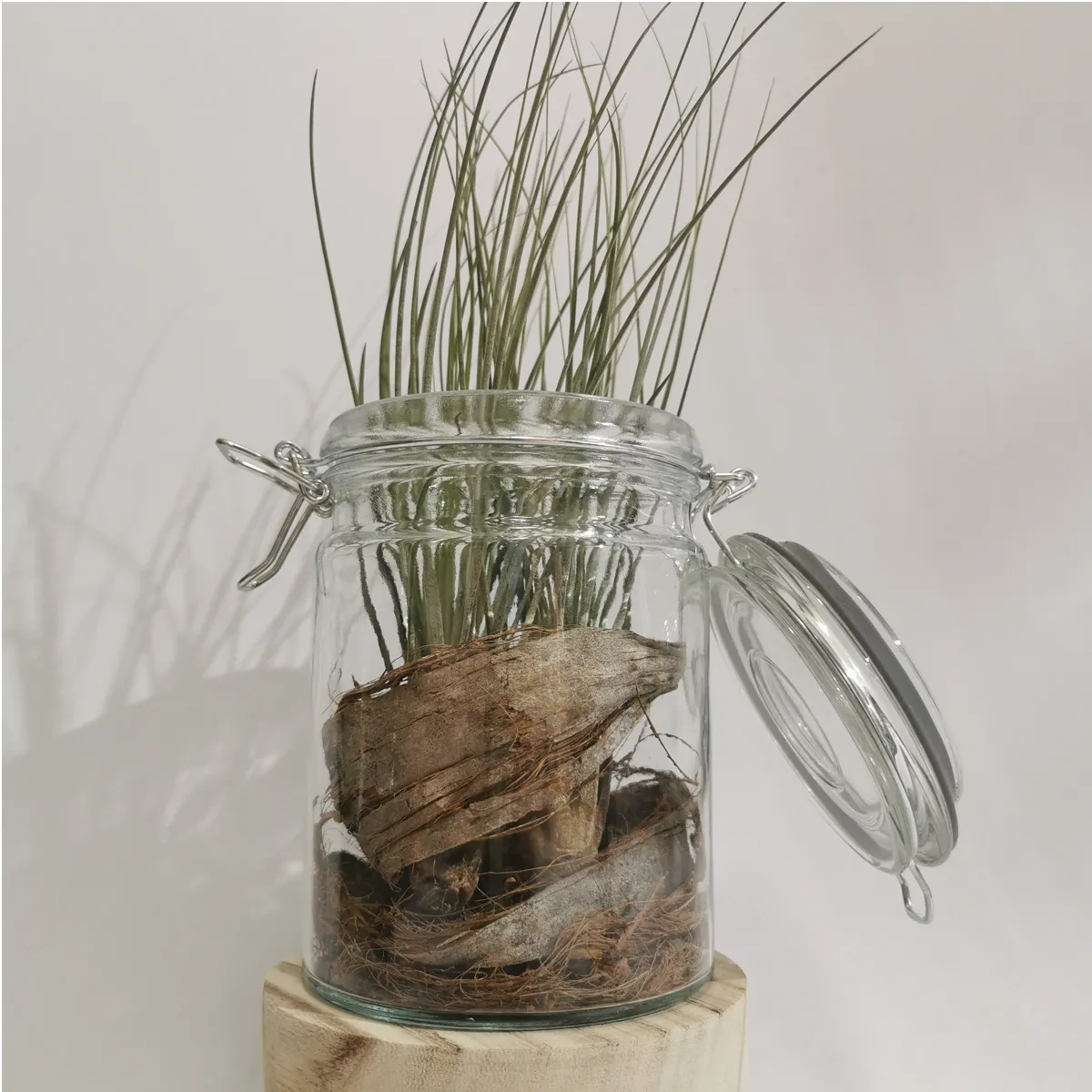 tillandsia ionantha/zračna biljka - slika 3