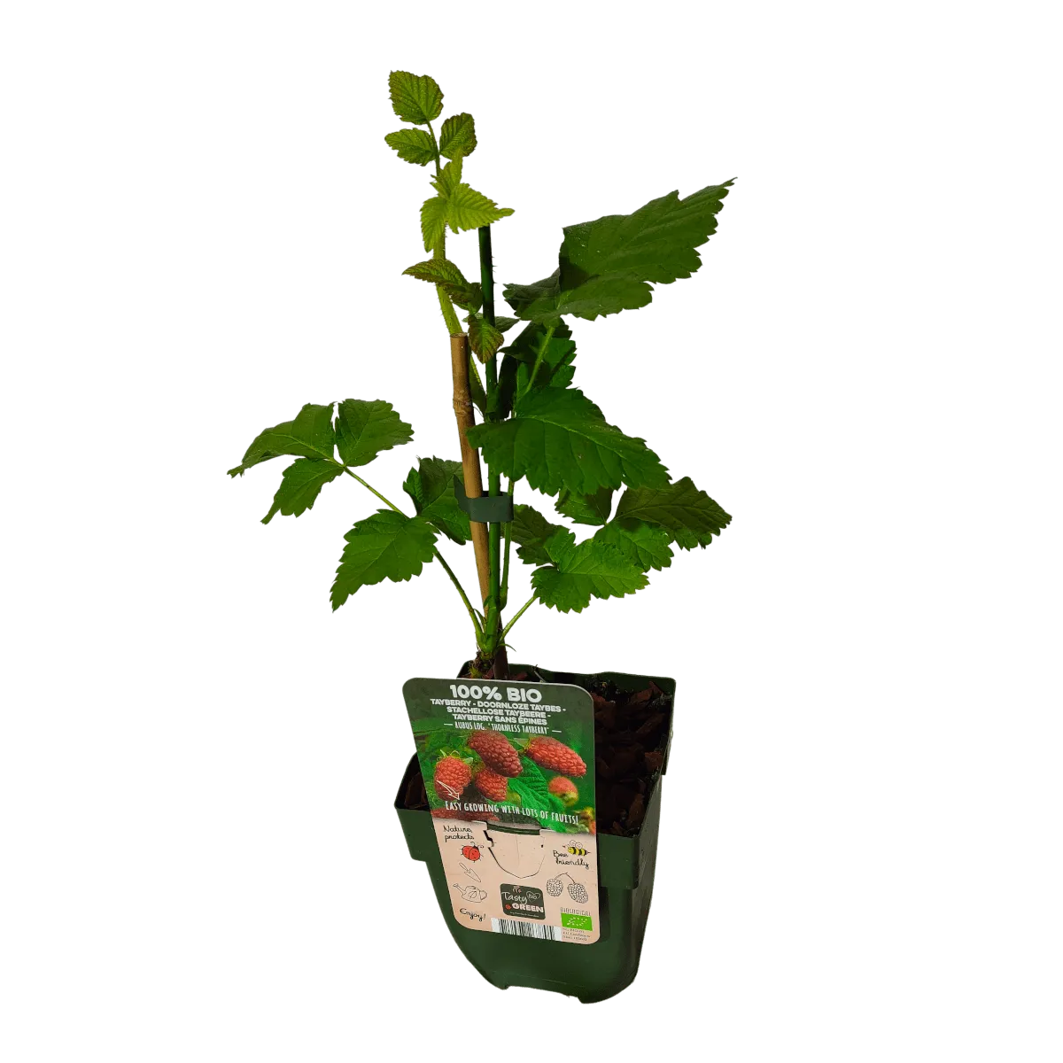 rubus “tayberry” malina - slika 2