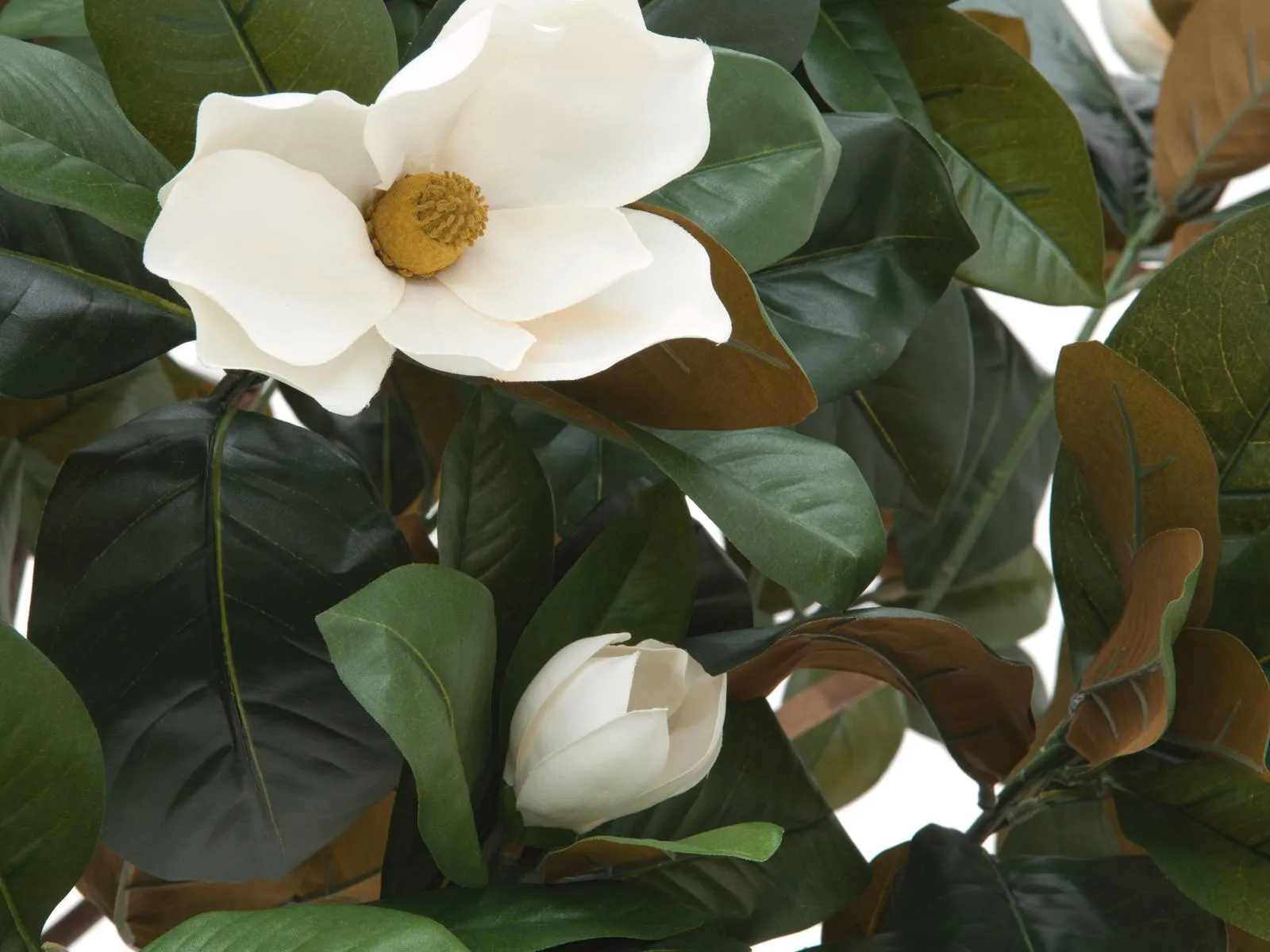 europalms magnolia tree, 150cm - slika 2