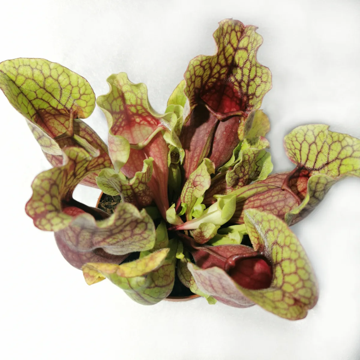 dionaea muscipulata/muholovke - slika 7