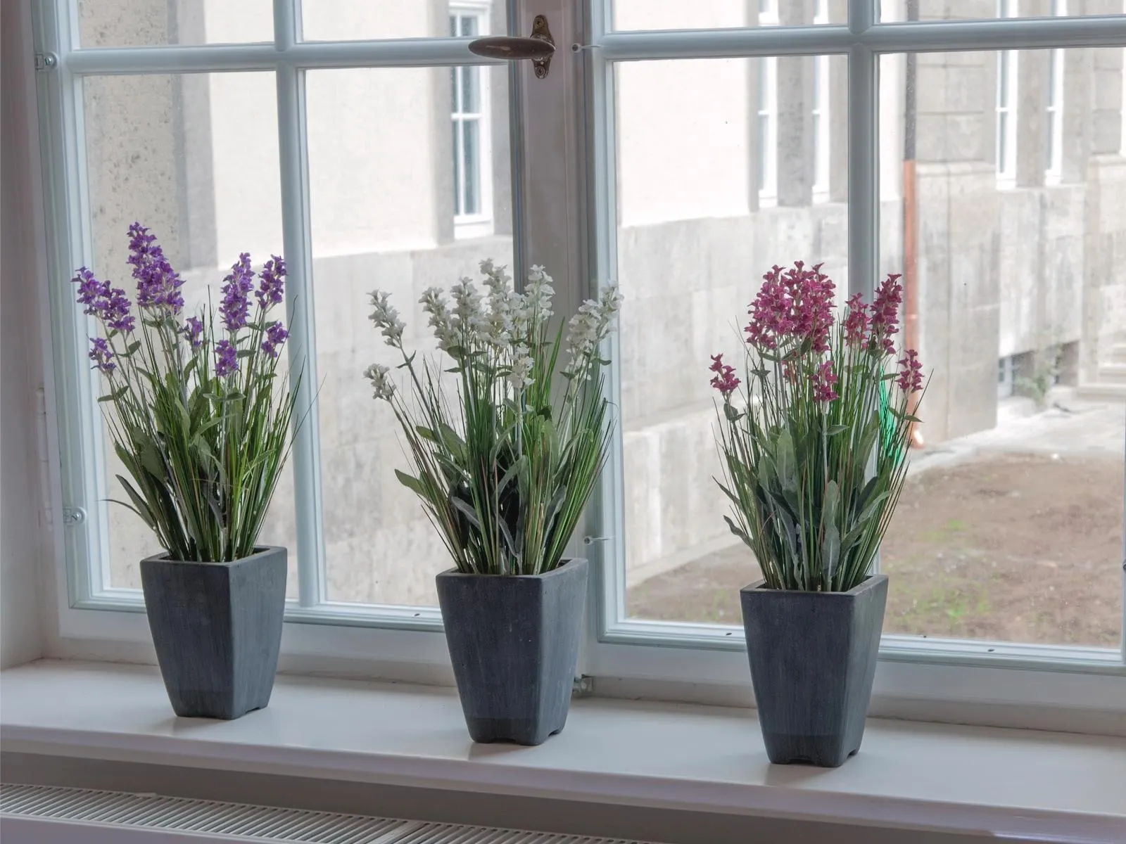 europalms lavender, cream, in pot, 45cm - slika 3