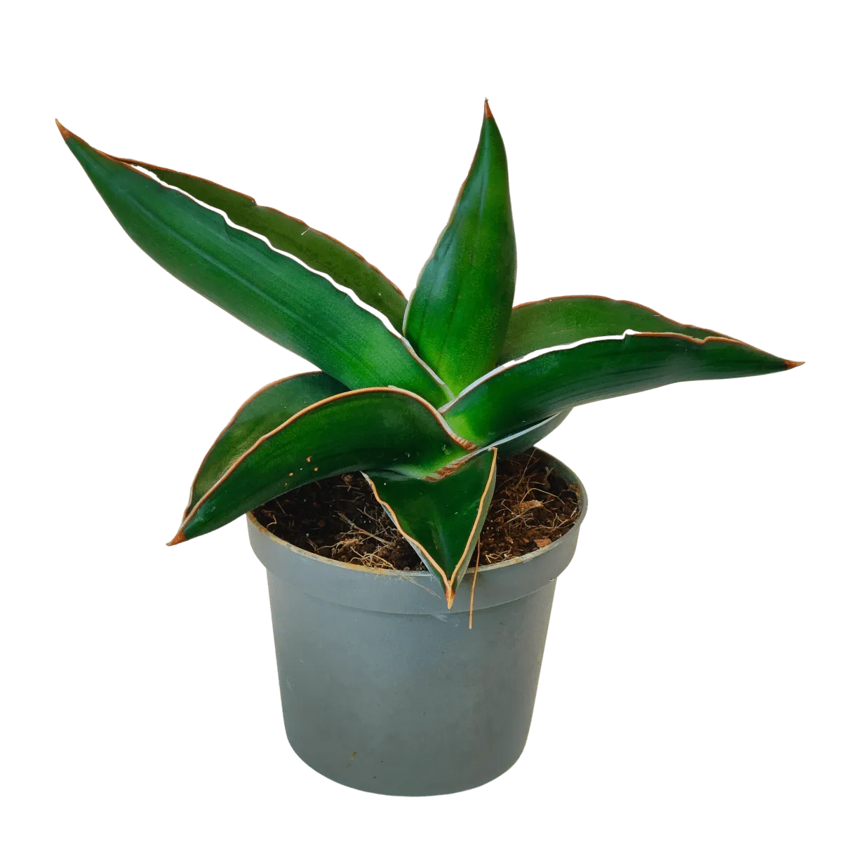 SANSEVIERIA E. “Samurai” - Brestovac