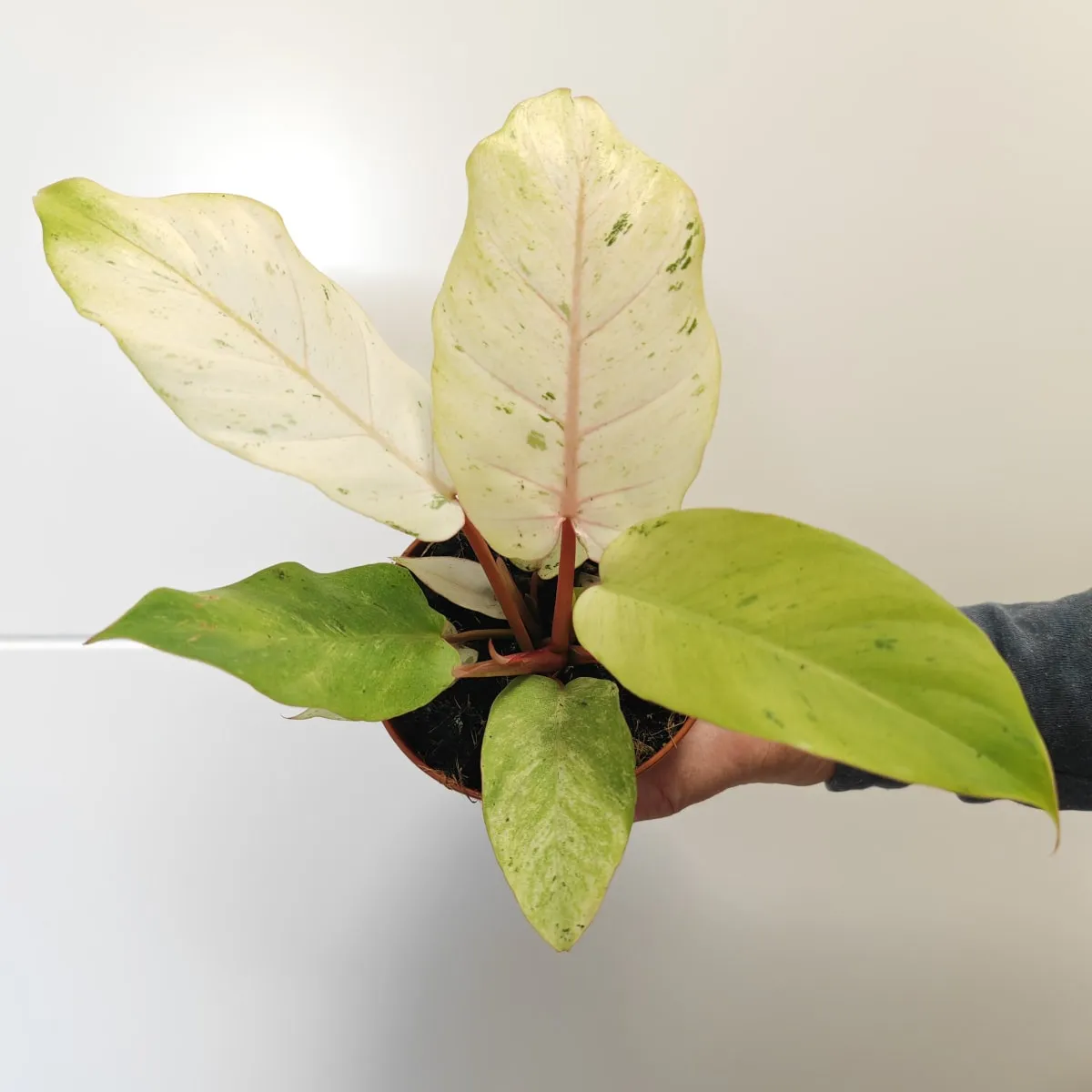 PHILODENDRON “Snowdrift” - Brestovac