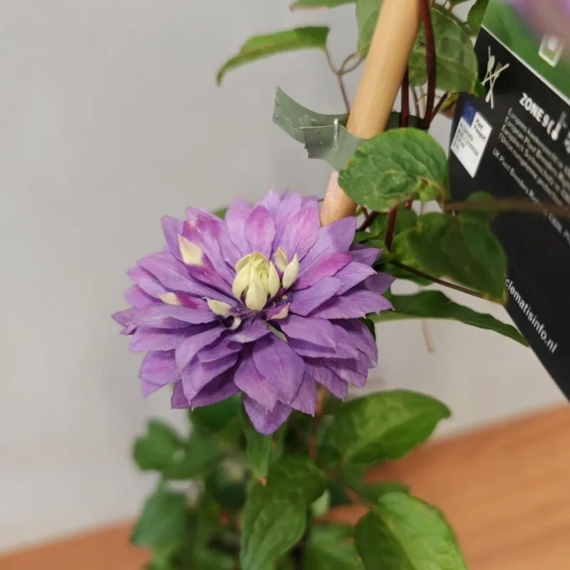 clematis flo. “taiga” - slika 2