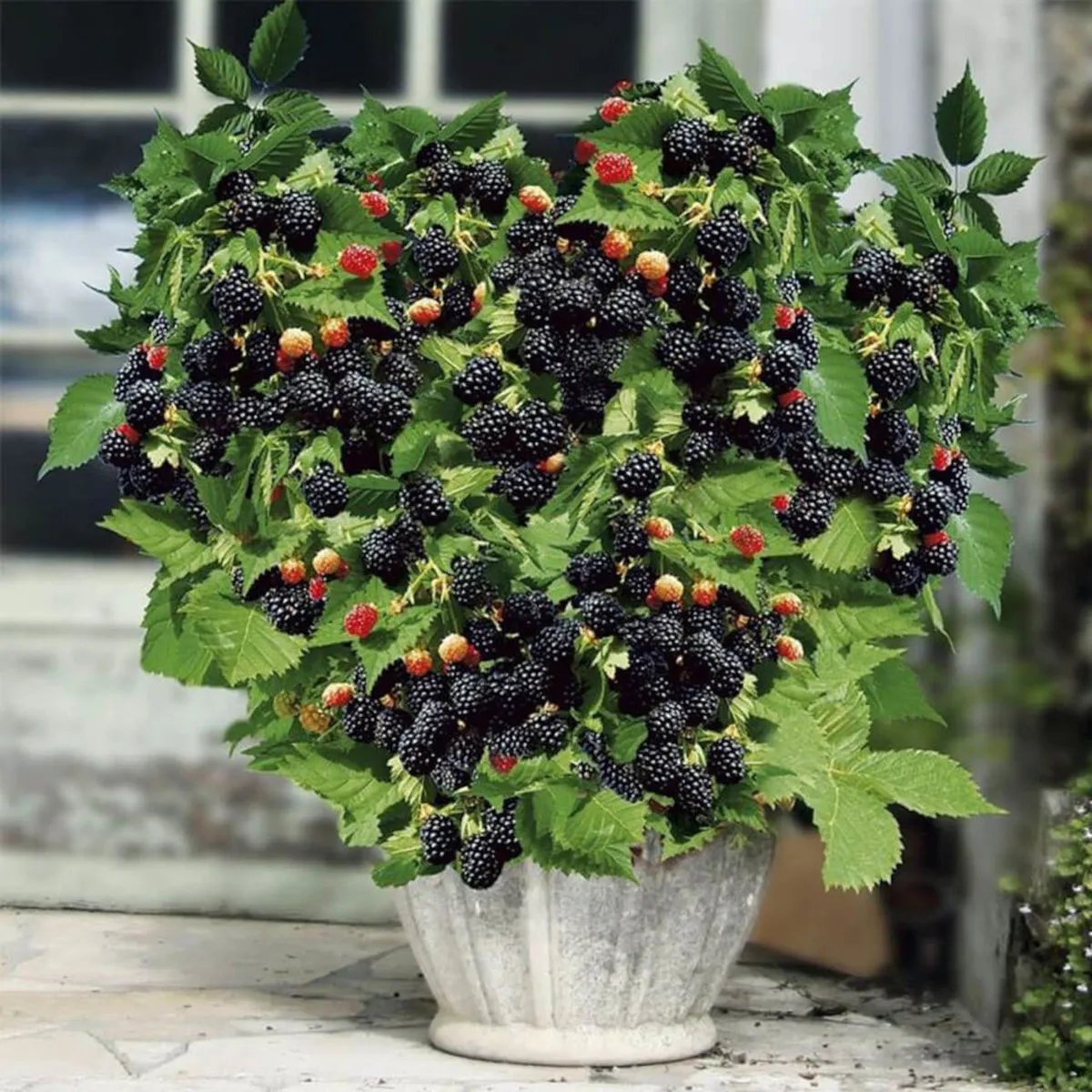 MINI KUPINA “Little Black Prince” - Brestovac