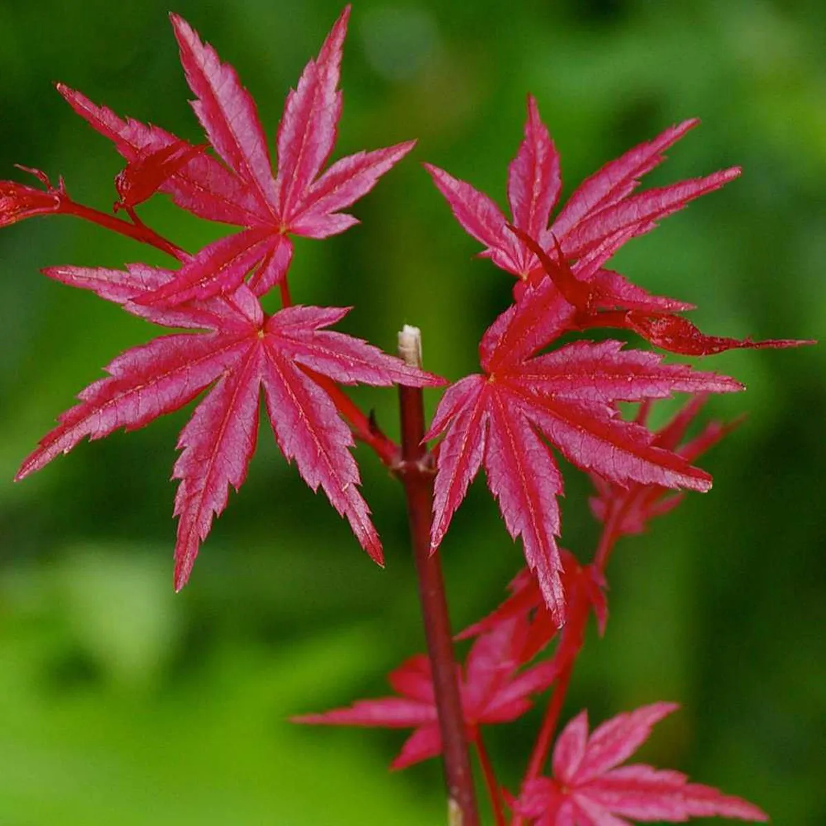 acer palmatum “beni maiko” - slika 4