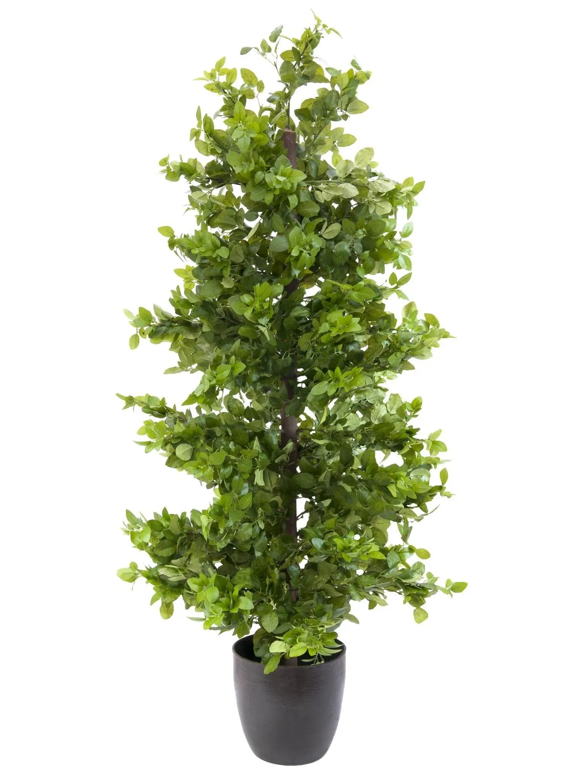 EUROPALMS Wood ficus, 120cm - Križevci