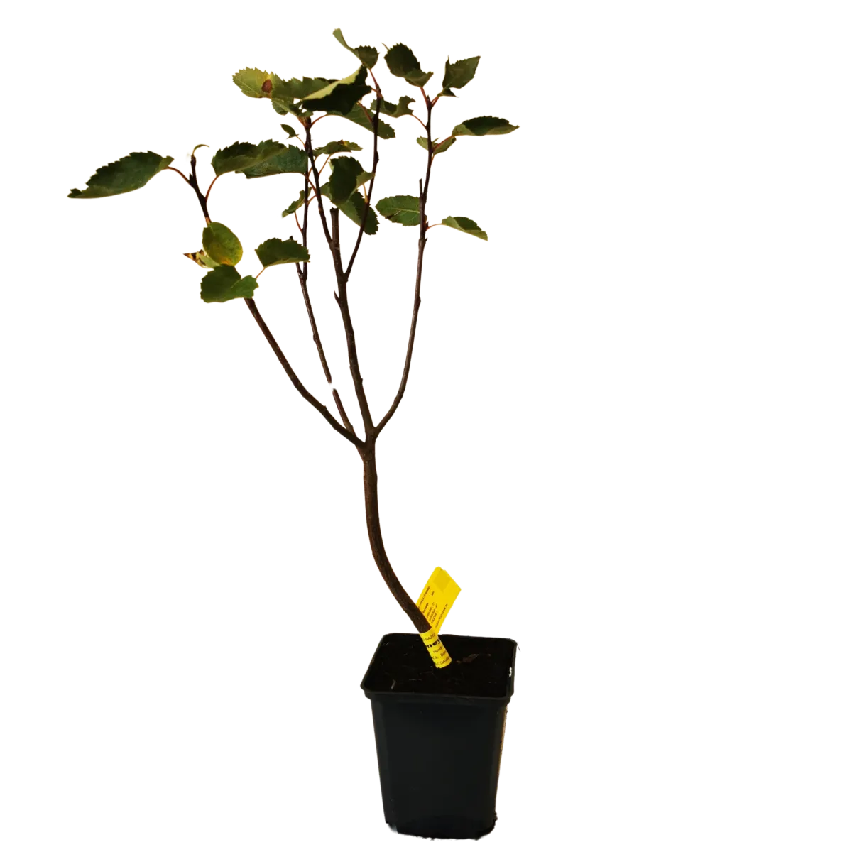 mong. borovnica “honeywood” - slika 3
