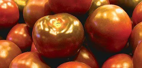 kumato rajčica- 4,65e/kg - slika 2