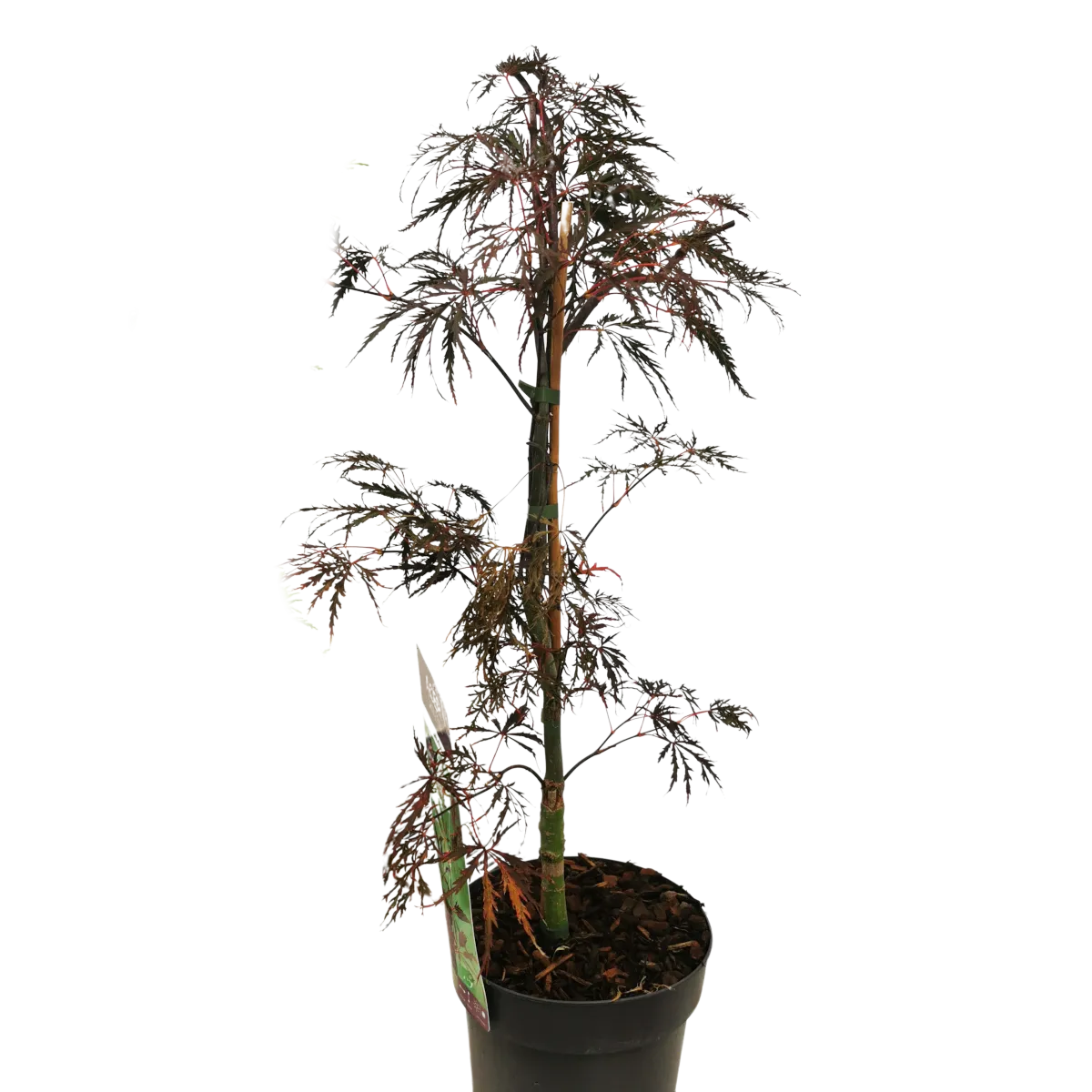 acer palmatum “inaba shidare” - slika 2