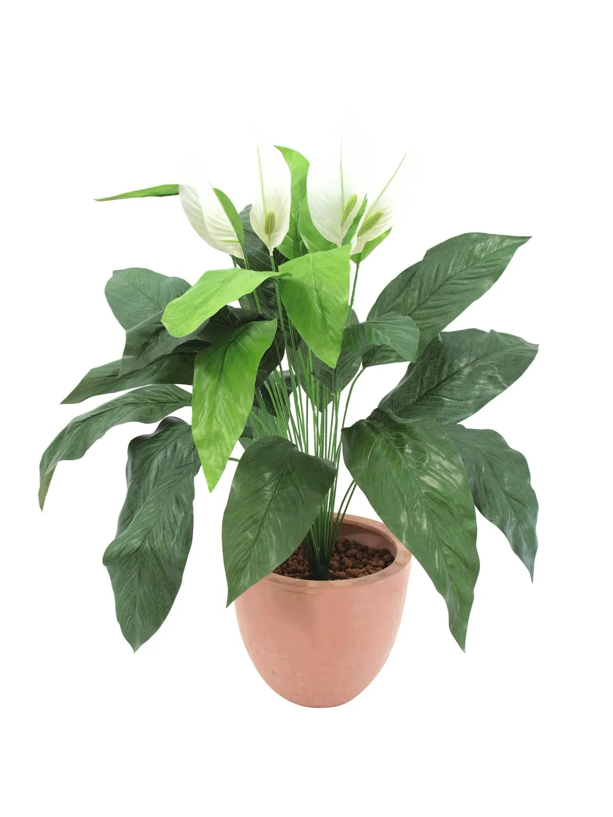 EUROPALMS Spathiphyllum, 77cm - Križevci