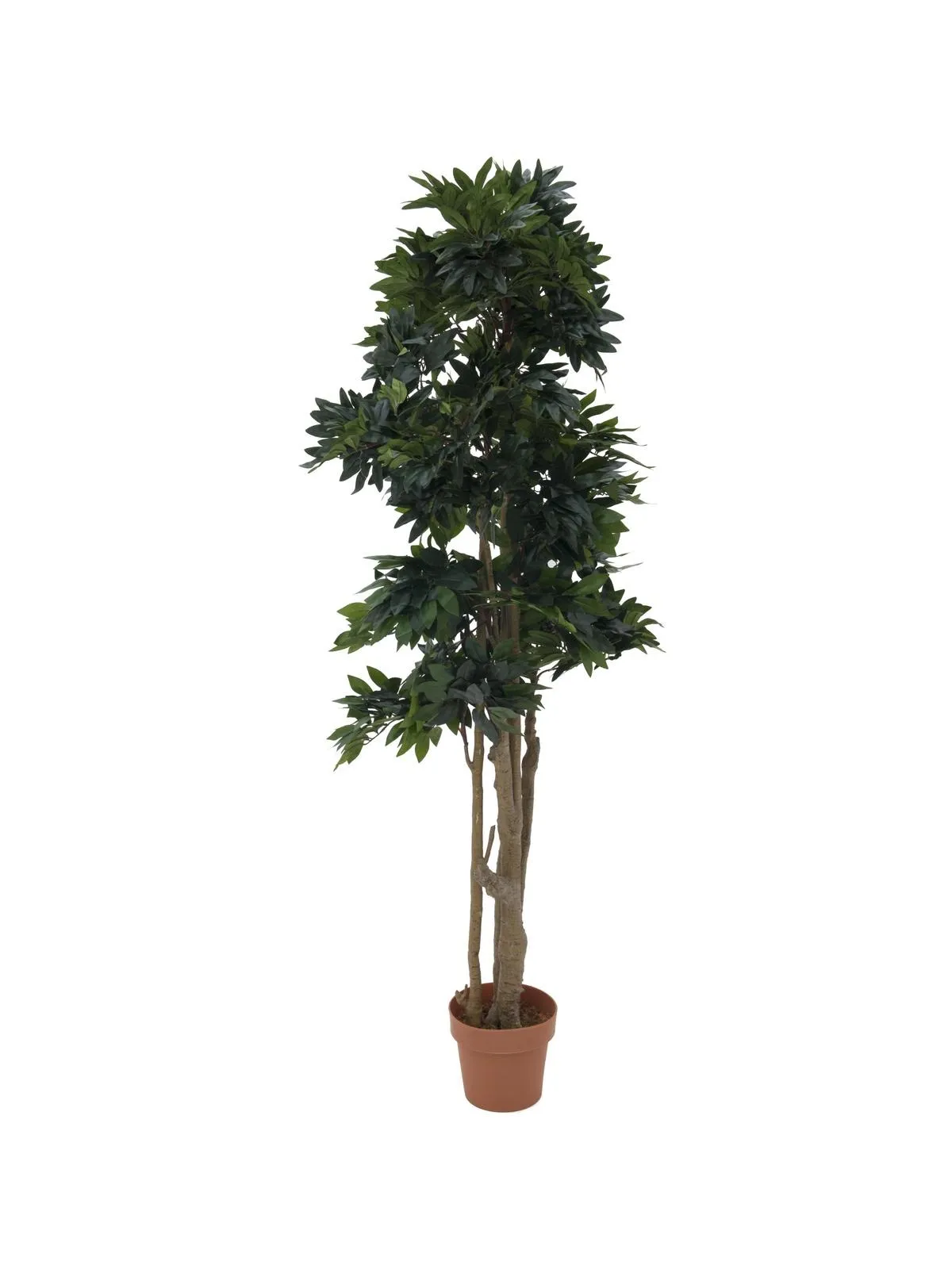 EUROPALMS Mediterranean forest tree, 180cm - Križevci
