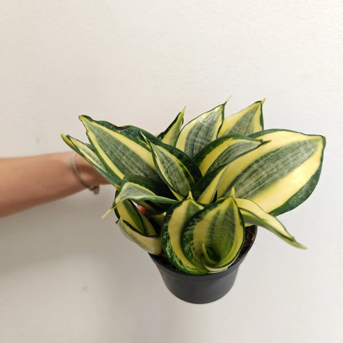 sansevieria “hahnii jade” multicolor - slika 4