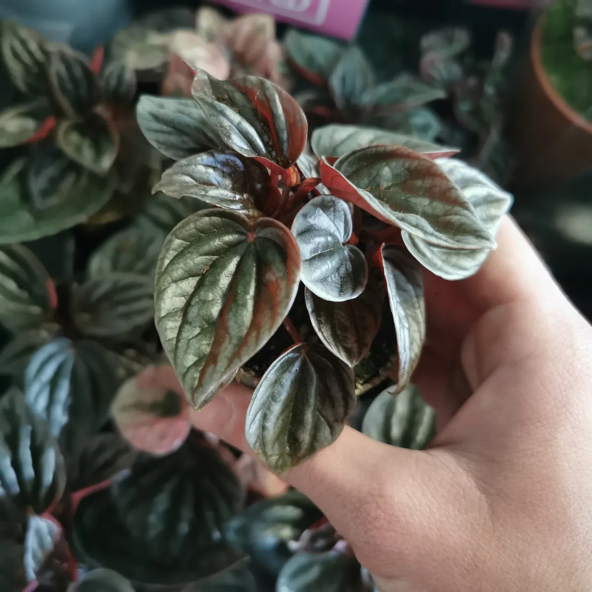 peperomia - sobna biljka - slika 7