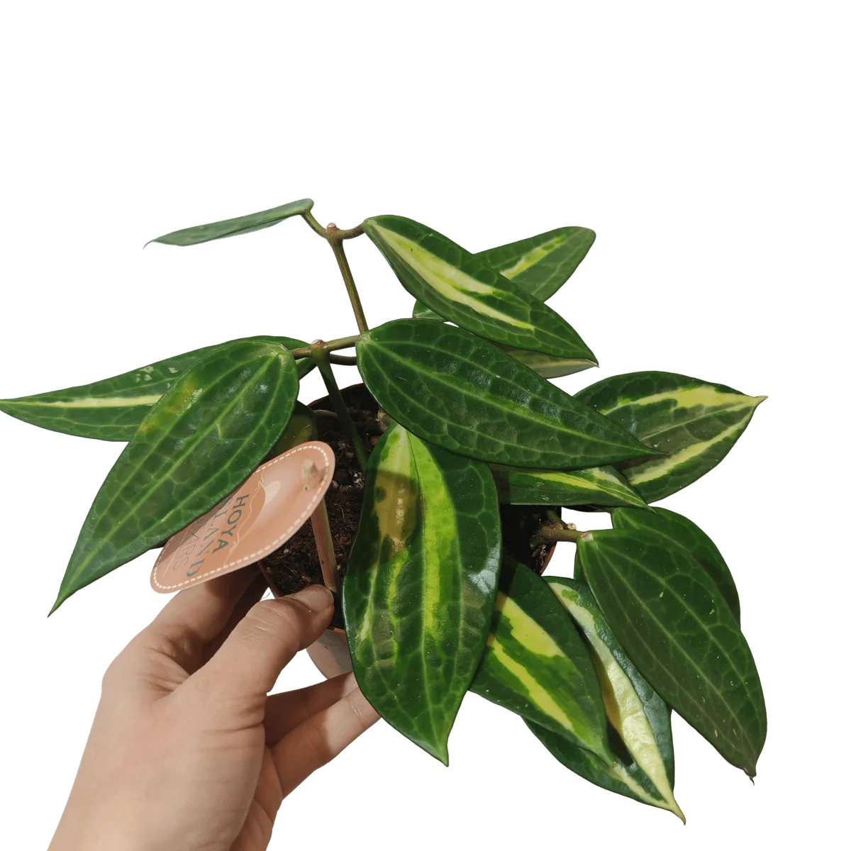HOYA “Pot of Gold” - Brestovac