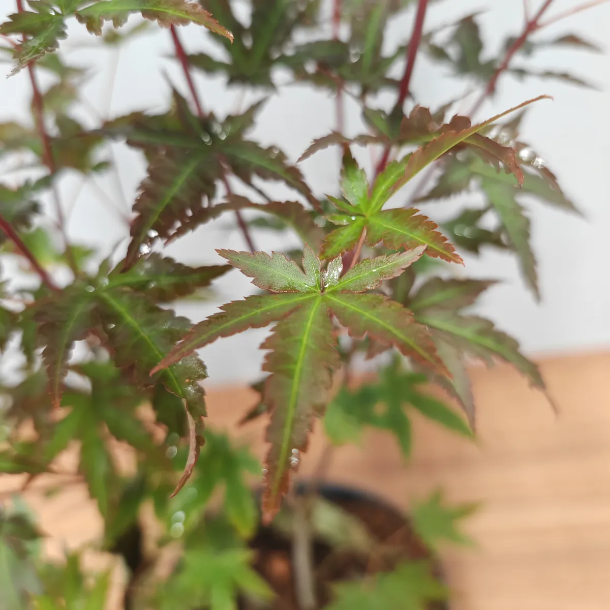 acer palmatum “redwine” - slika 2