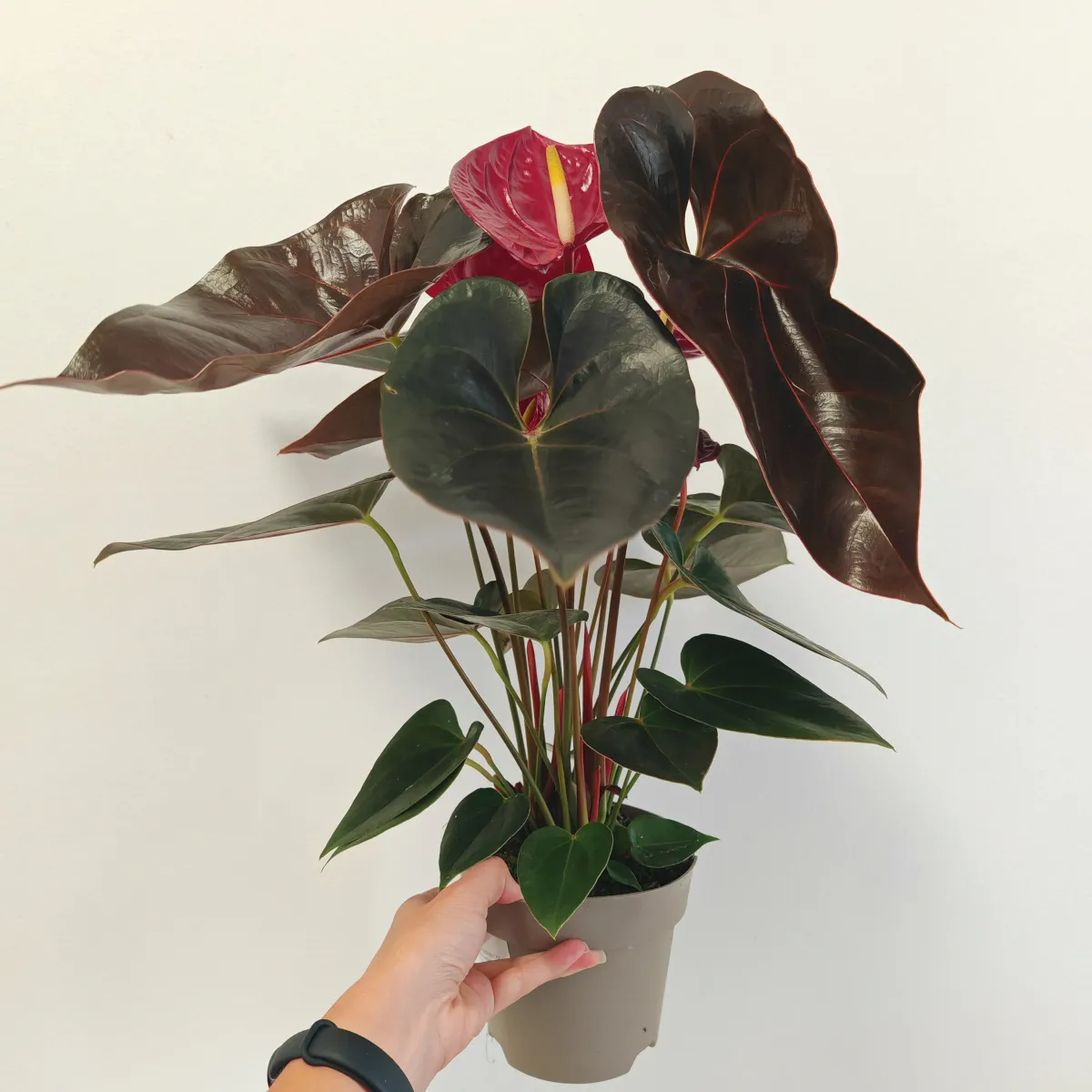 anthurium andr “delicata” - slika 5