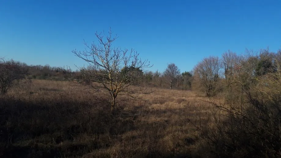 istra, raponji, poljoprivredno zemljište sa pogledom na more 15100 m2 - slika 2