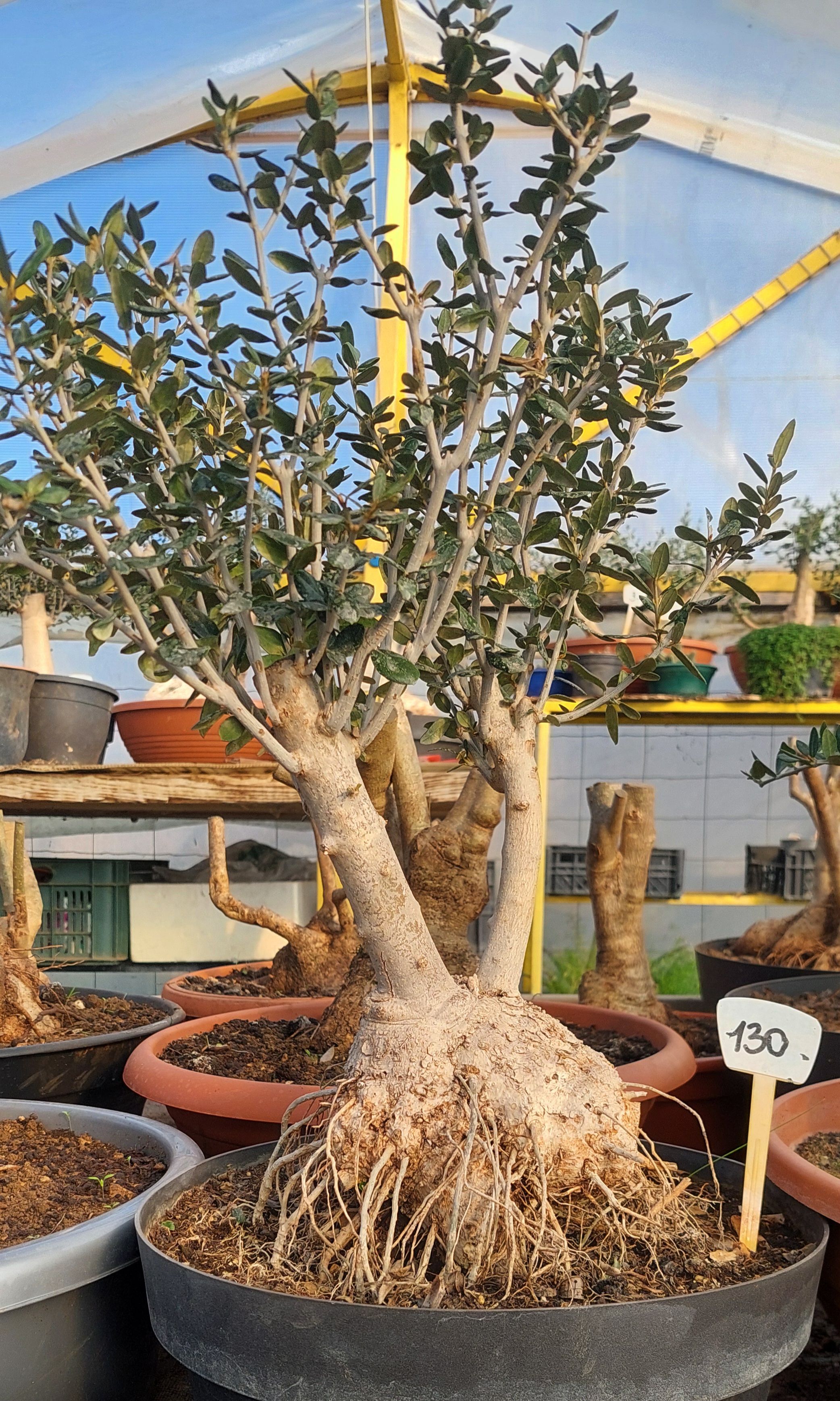 bonsai ähnliche pflanzen Pflanzen Paket Ficus Ginseng - 5 Pflanzen main image 0