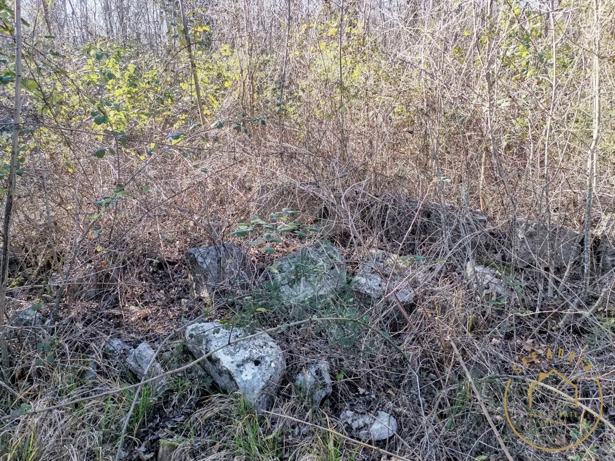 velika šuma sa ruševinom - slika 2