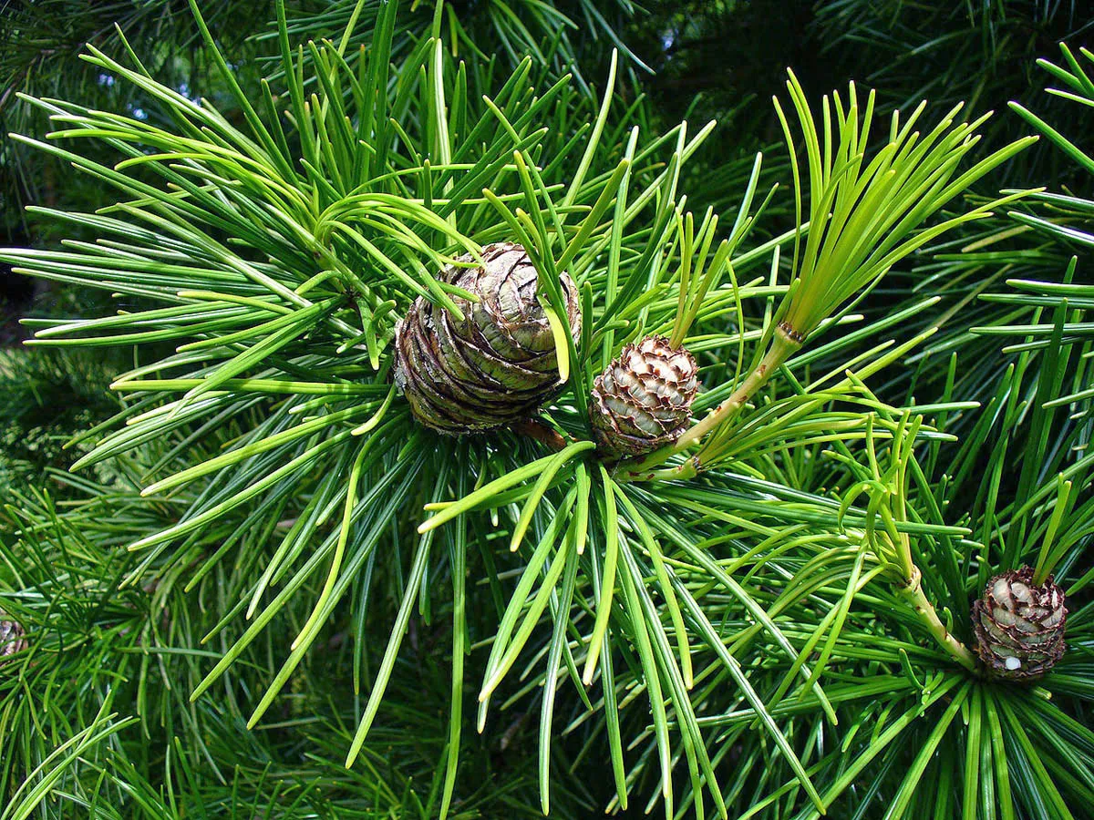 sciadopitys verticillata - slika 3