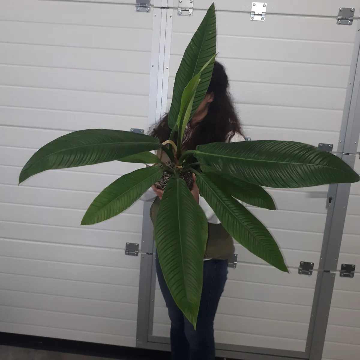 philodendron “campii lynette” - slika 2