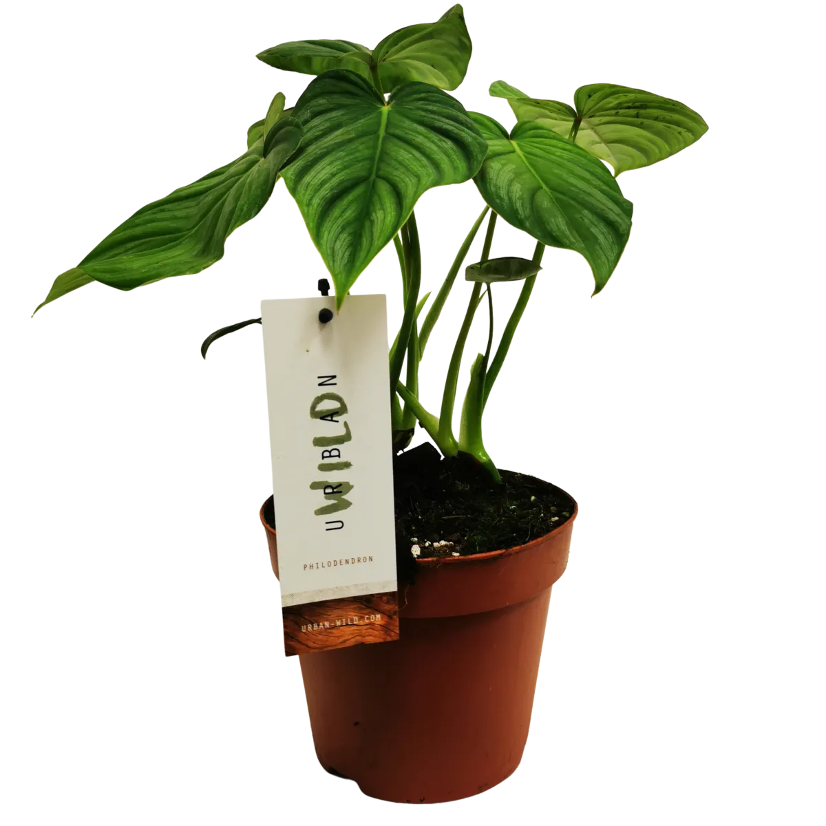 philodendron “pastazanum” - slika 4