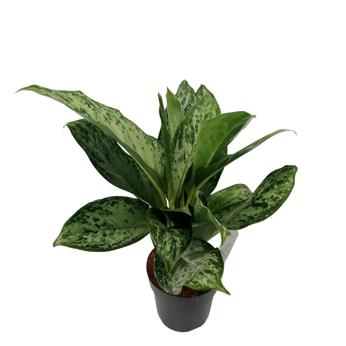 aglaonema “greenlight” - slika 3