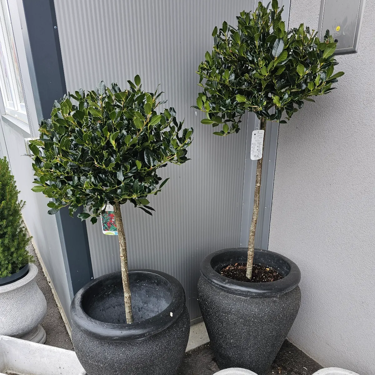 ilex aqui.”j.c.van tol”božikovina - slika 2