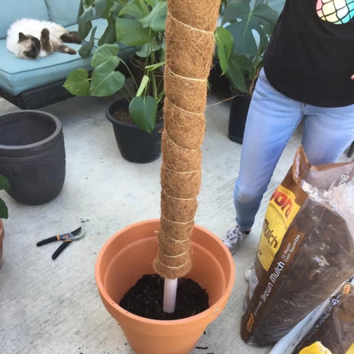 moss pole – oslonac za penjačice - slika 2