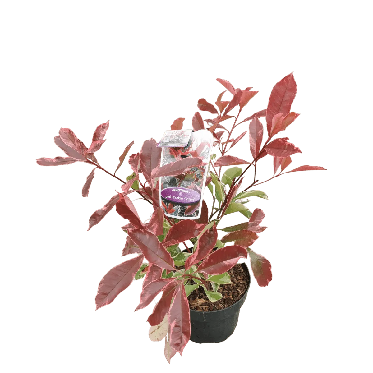 photinia fr. “pink marble” - slika 2