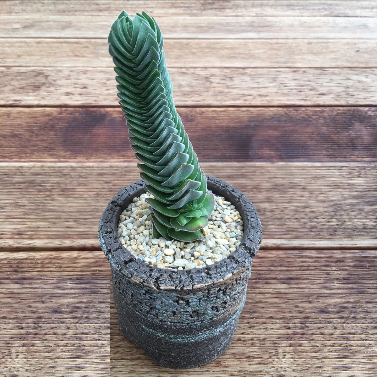 crassula “buddhas temple” - slika 4